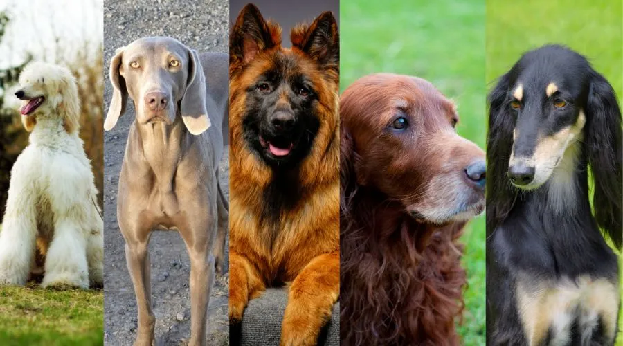 dog breeds, dog skills, The most elegant dog breeds: what are they