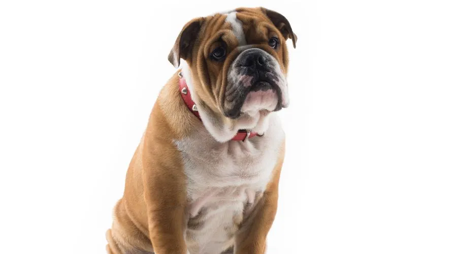 The Bulldog, a breed with English origins, is characterized by its distinctive appearance, including a wrinkled face and muscular build. Originally developed for bull-baiting, Bulldogs have evolved into affectionate family pets known for their courage and gentle nature. Adaptability to apartment living, loyalty to families, and unique features make Bulldogs a beloved canine companion.