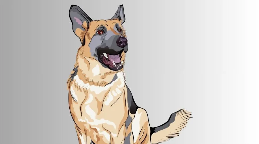 German Shepherd features and appearance