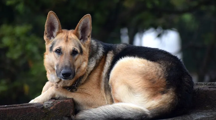 The Beauty of German Shepherd dog Coat Colors and Markings
