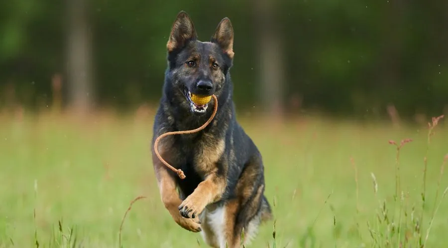 German Shepherd: everything you need to know if you are thinking of welcoming him into your family