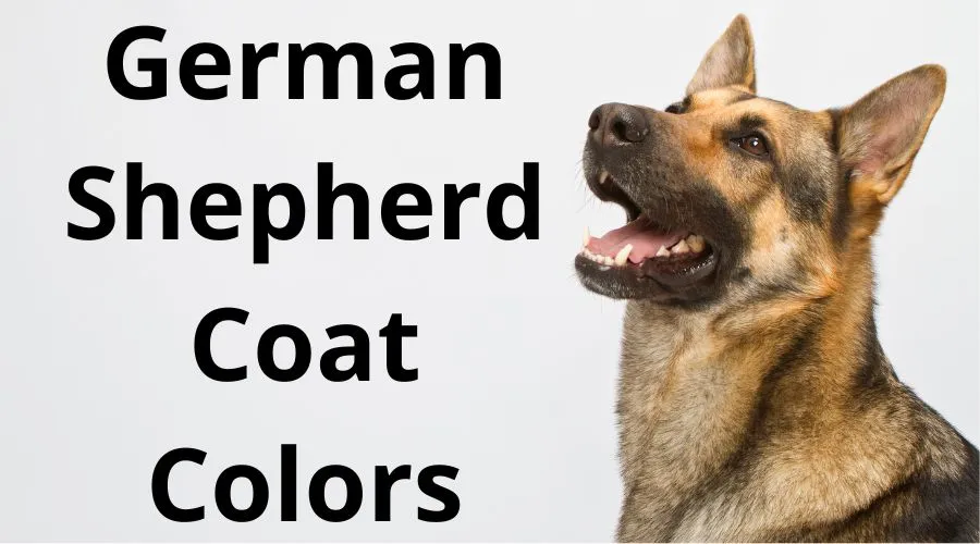 German Shepherd Coat Colors
