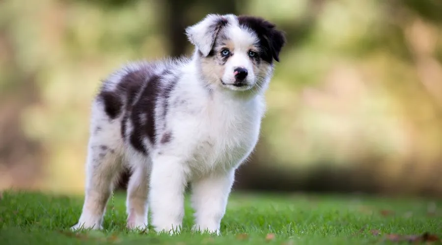 Sheepdog Training: Can First-Time Owners Train a Sheepdog Puppy?, Sheepdog Training, Train a Sheepdog Puppy, Sheepdog Puppy