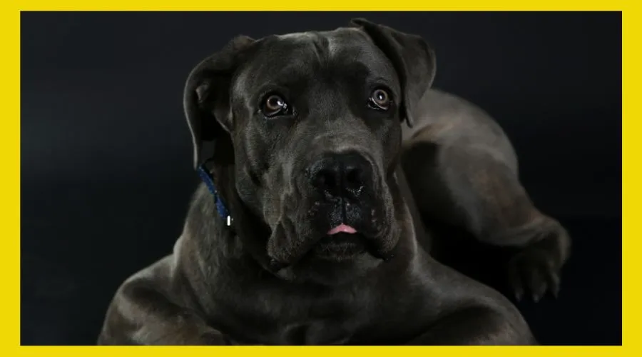 Unveiling the Majestic Cane Corso: Italy’s Bodyguard Dog