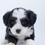 Black And White Goldendoodle Puppies