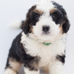 Black And White Goldendoodle Puppies