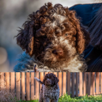 Lagotto Romagnolo