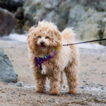 The Poochon: bichon poodle mix Adorable Designer Breed