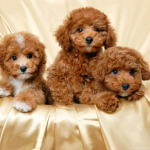 The Poochon: bichon poodle mix Adorable Designer Breed