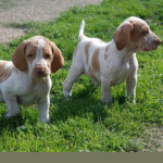 Bracco Italiano Puppies