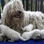 Komondor Puppies