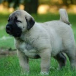 Kangal Puppies