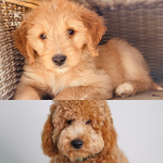 Mini Australian Goldendoodle