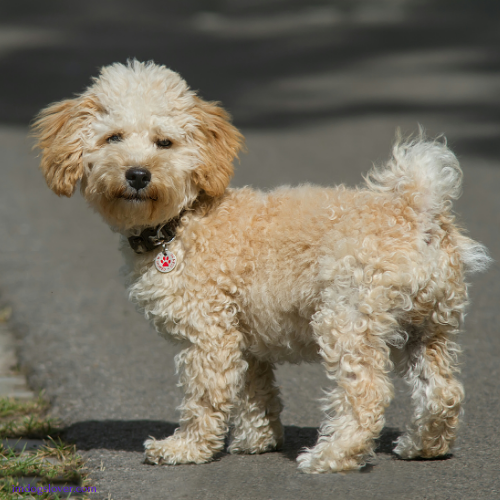 cavapoo puppies