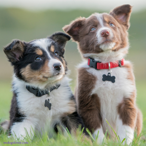 Cavanese puppies