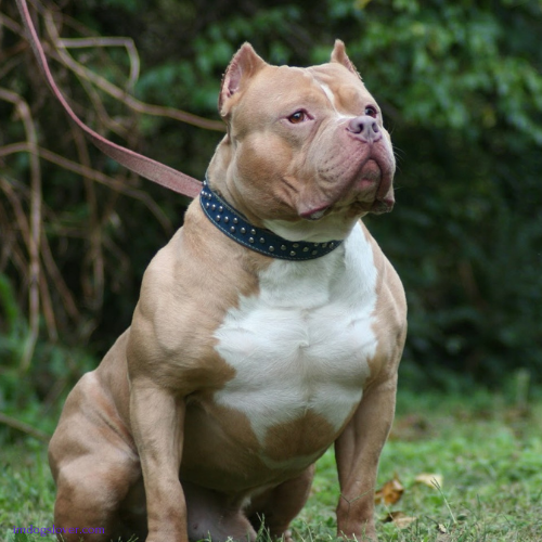 Pitbull Dog