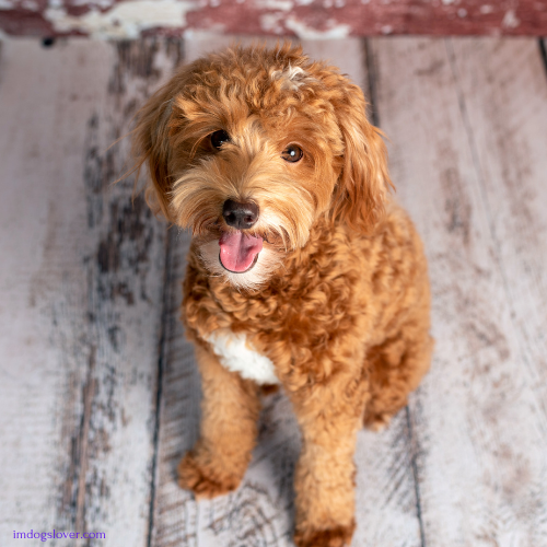 Goldendoodle