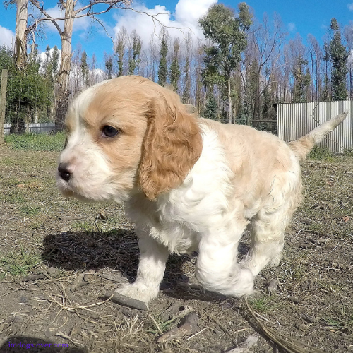 Mini Cavapoo