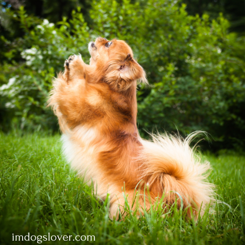 pekingese puppies