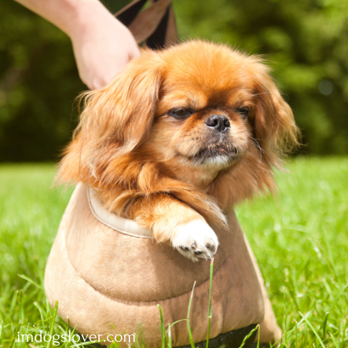 pekingese puppies