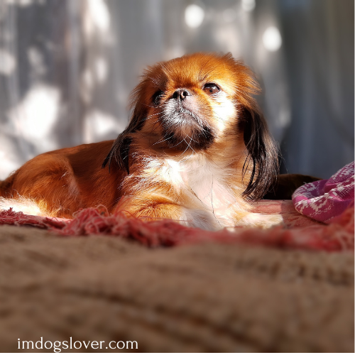 pekingese puppies