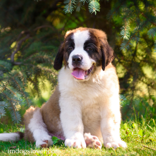 Saint Bernard Puppies