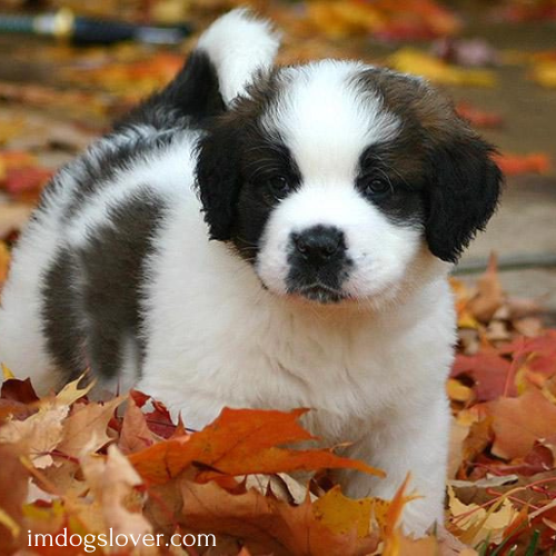 Saint Bernard Puppies