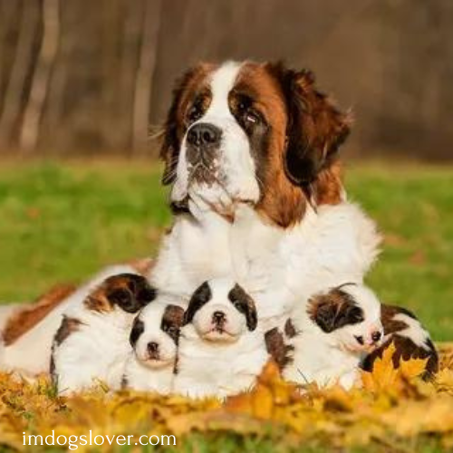 Saint Bernard Puppies