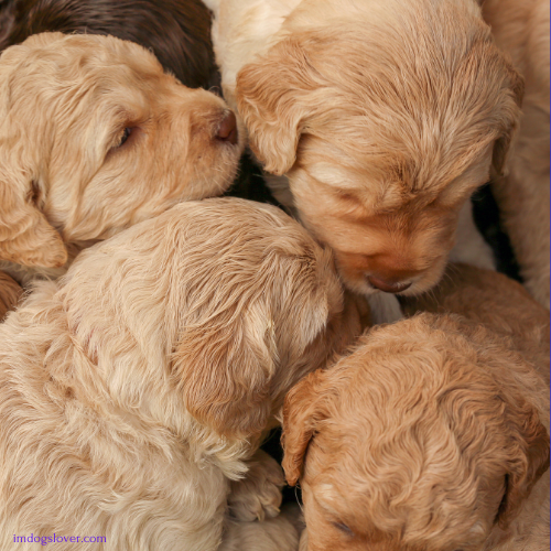 Australian Labradoodle