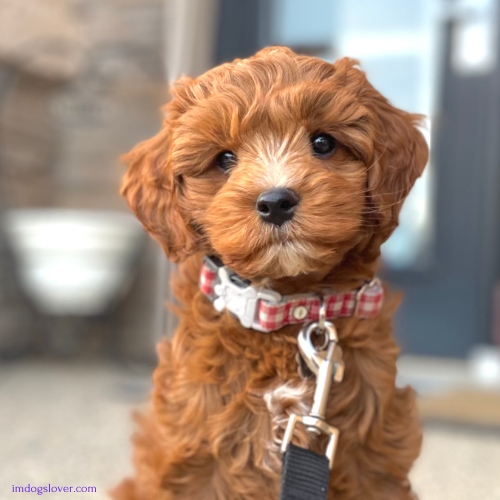 Australian Labradoodle