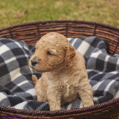 Australian Labradoodle