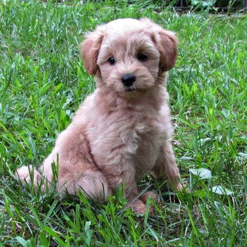 schnoodle puppies