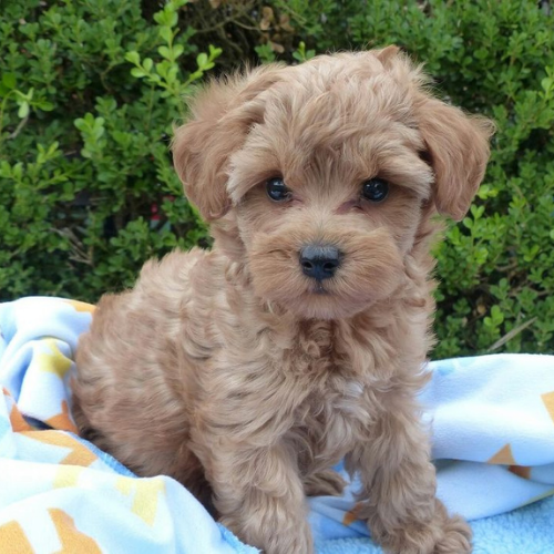 schnoodle puppies