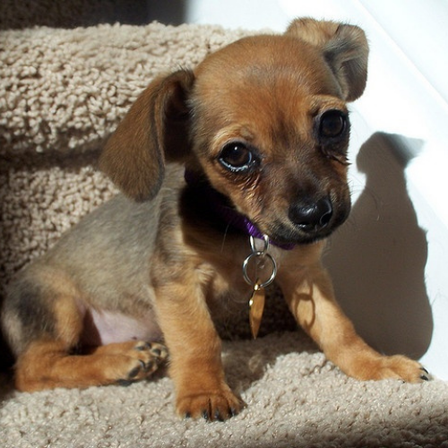 chiweenie puppies