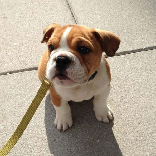 Beagle-Bulldog mix Beagle Bulldog Bulldog Beagle cross Hybrid dog (Beagle and Bulldog) Beabull