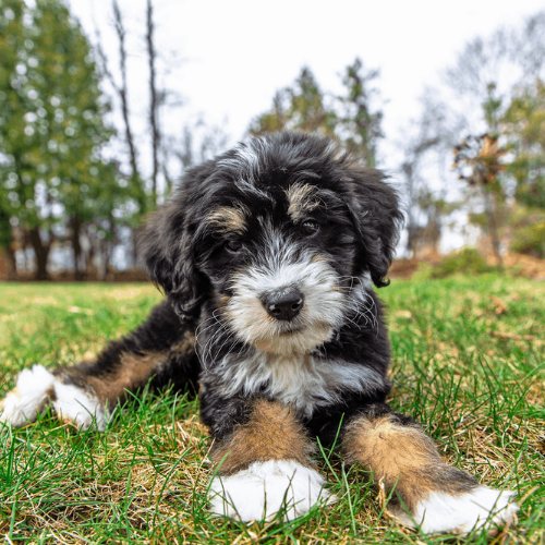 Bernedoodle