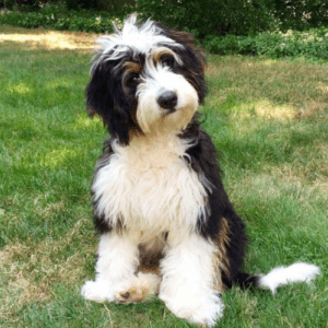 Bernedoodle