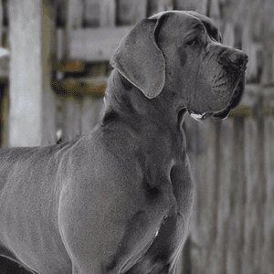 Daniff Dog Breed: The Gentle Giant's Complete Guide