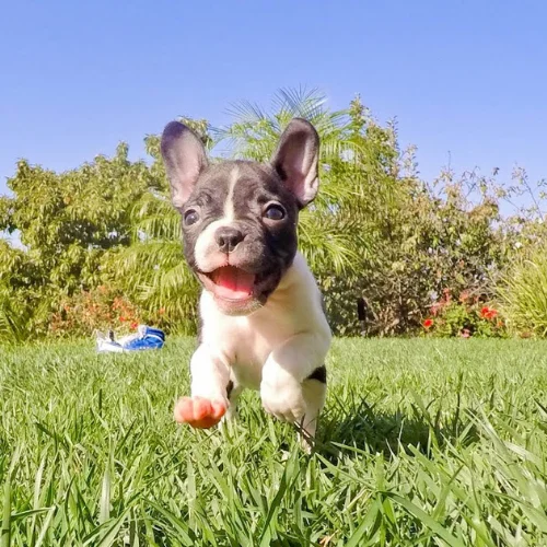 What is a Frenchton Dog? The Complete Guide to This Adorable Hybrid Breed