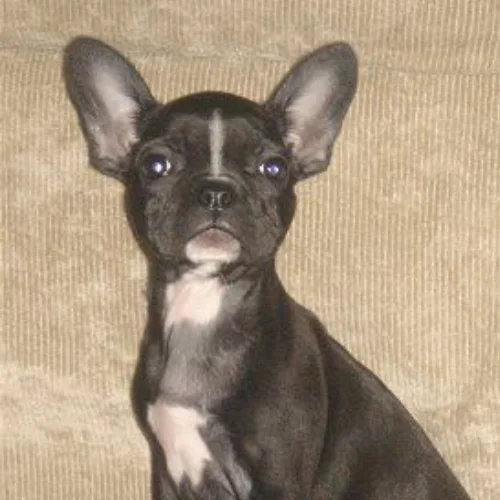 What is a Frenchton Dog? The Complete Guide to This Adorable Hybrid Breed