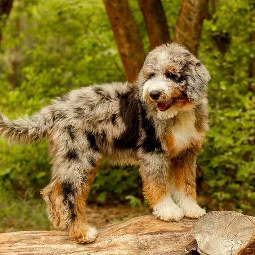 The Ultimate Guide to Aussiedoodles: Everything You Need to Know About This Adorable Designer Breed