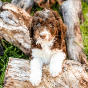 The Ultimate Guide to Aussiedoodles: Everything You Need to Know About This Adorable Designer Breed