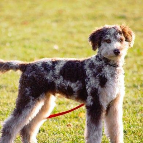 The Ultimate Guide to Aussiedoodles: Everything You Need to Know About This Adorable Designer Breed