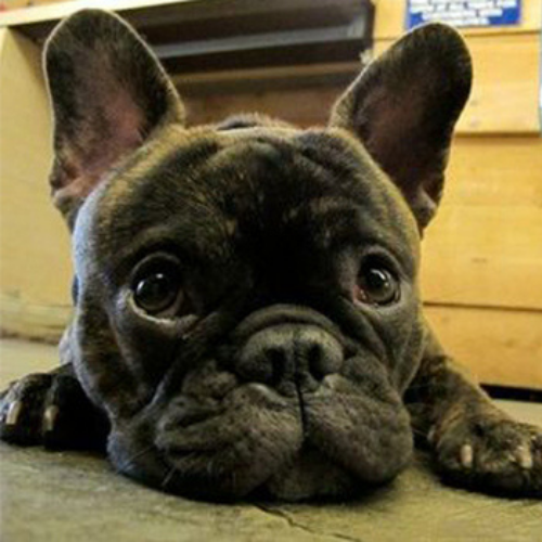 Discover the charming Boston Terrier Frenchie mix, known as the Frenchie-Boston. Learn about its appearance, temperament, health needs, and care tips, making it an ideal companion for families and individuals alike.