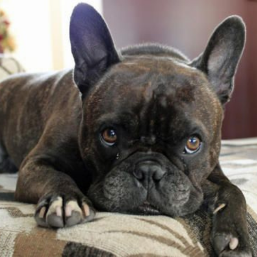 Discover the charming Boston Terrier Frenchie mix, known as the Frenchie-Boston. Learn about its appearance, temperament, health needs, and care tips, making it an ideal companion for families and individuals alike.