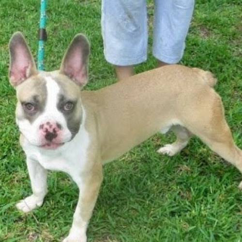 Discover the charming Boston Terrier Frenchie mix, known as the Frenchie-Boston. Learn about its appearance, temperament, health needs, and care tips, making it an ideal companion for families and individuals alike.