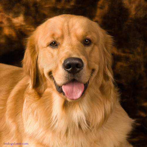 golden retriever puppy