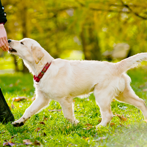 golden retriever puppy