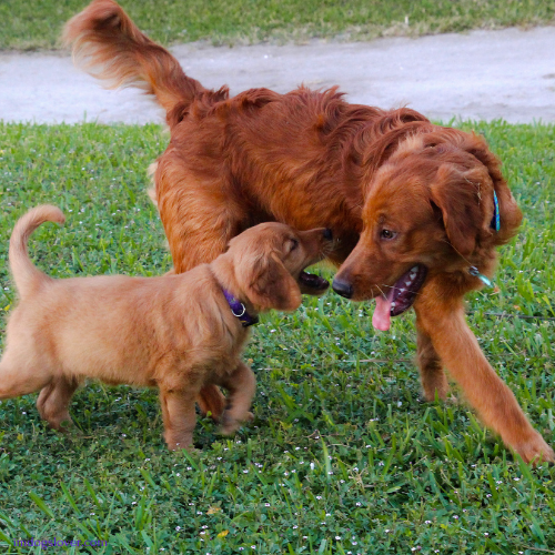 golden retriever puppy