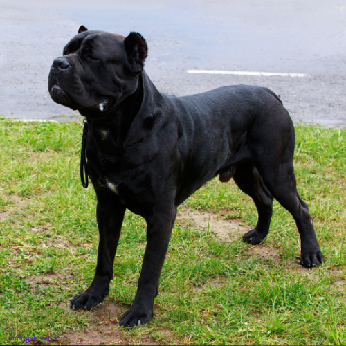 Cane Corso Italiano puppies